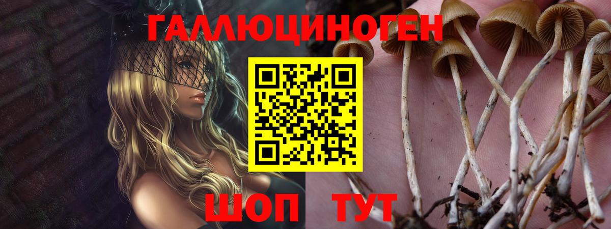 Псилоцибиновые грибы Psilocybine cubensis Обнинск